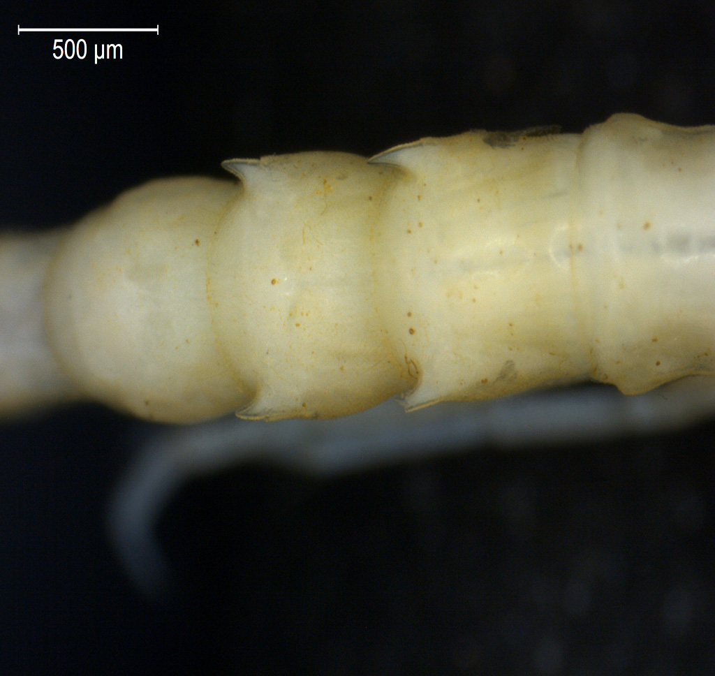 Pallaseopsis quadrispinosa